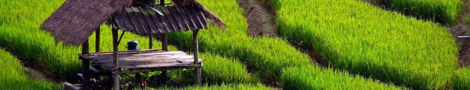 Paddy Fields Houses Beautiful Nature Landscapes