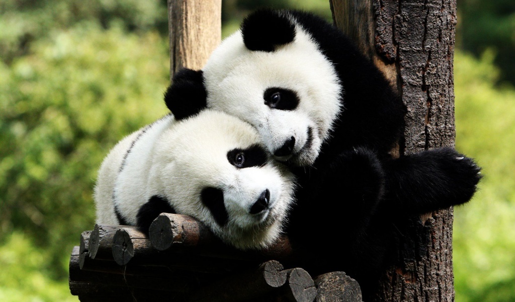 Pandas