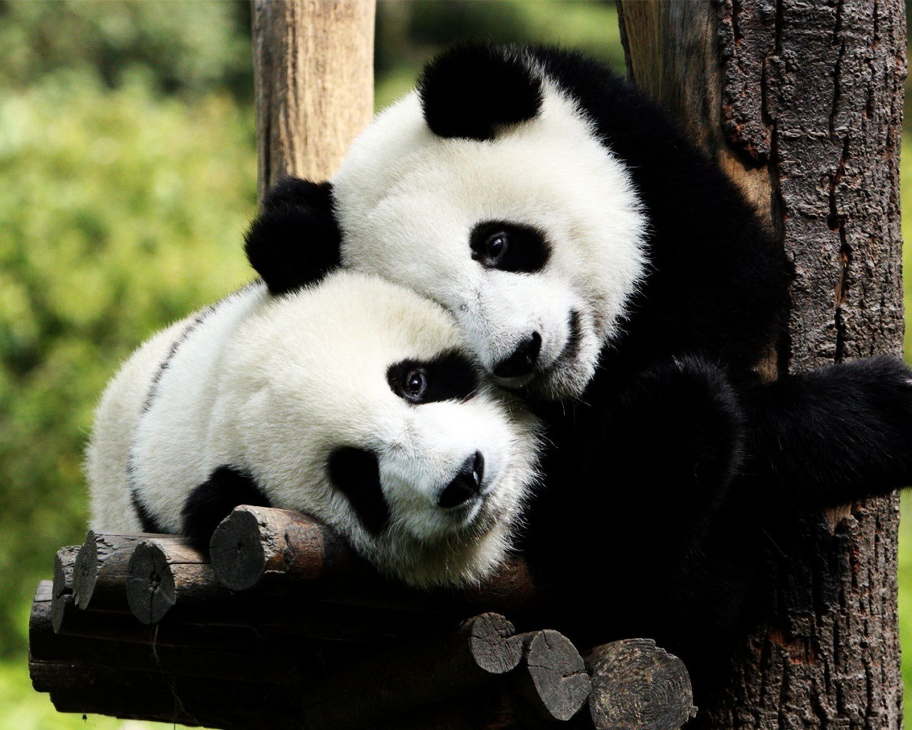 Pandas