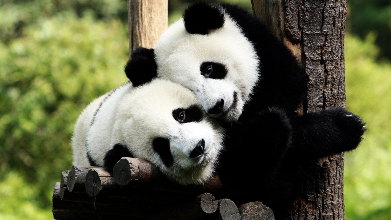 Pandas