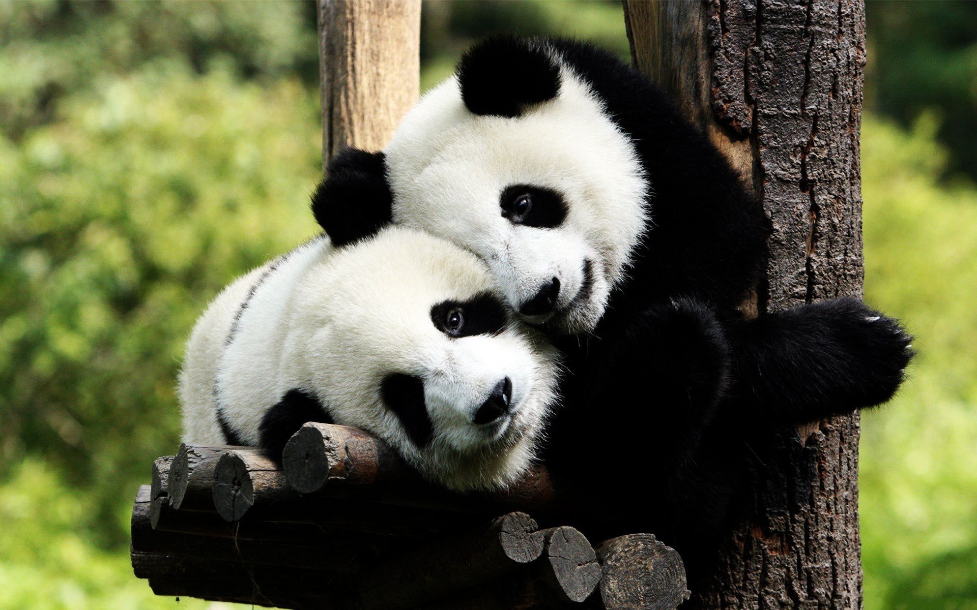 Pandas