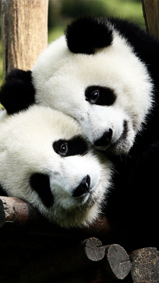 Pandas