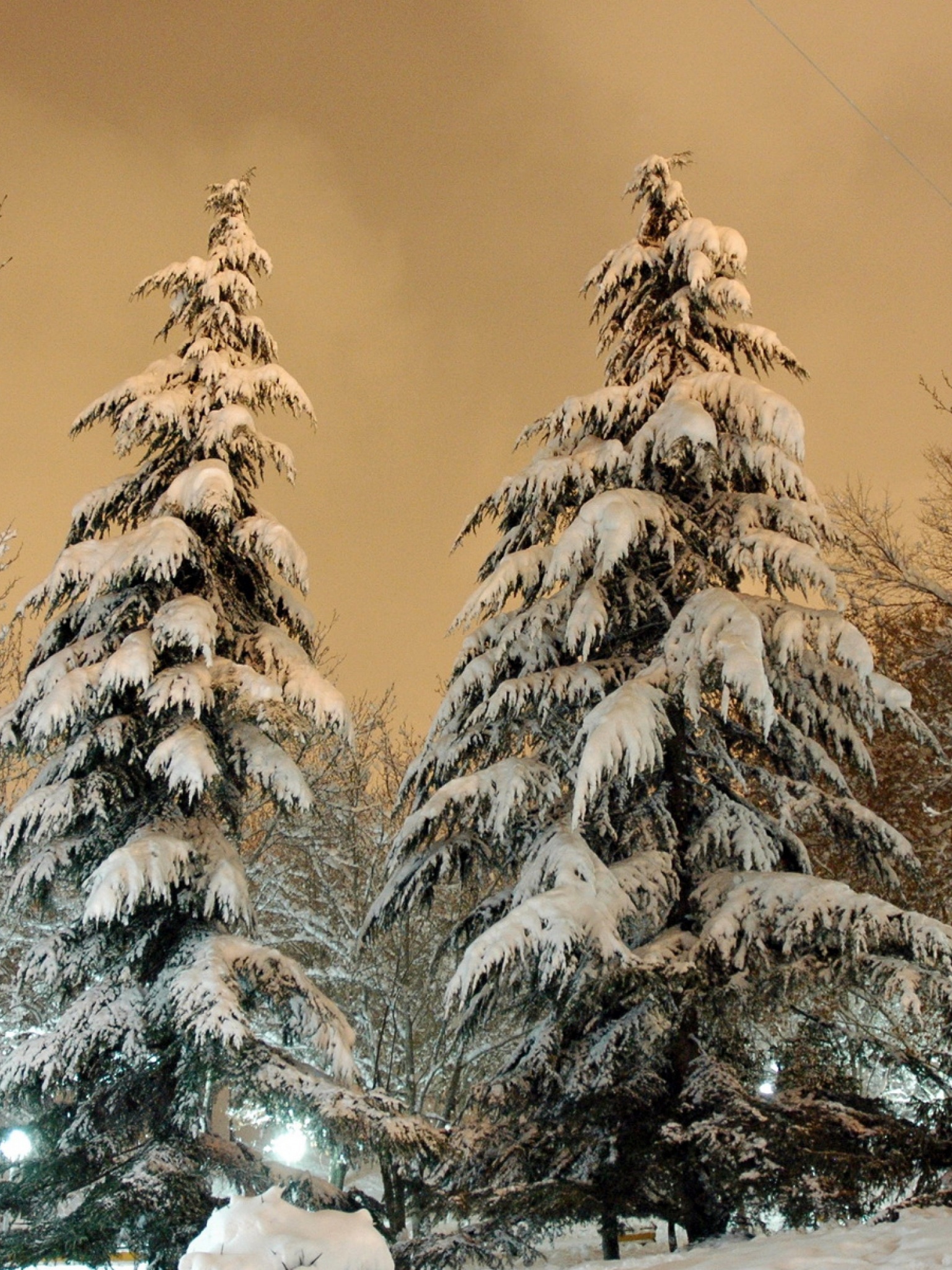 Park Fir Trees Snow Winter