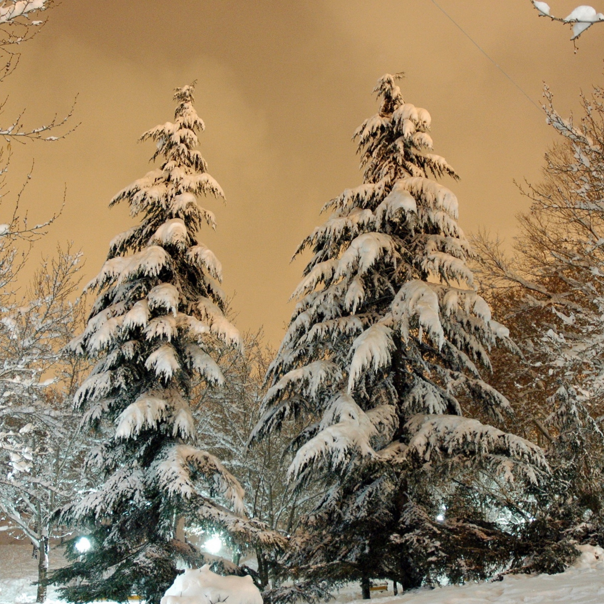 Park Fir Trees Snow Winter