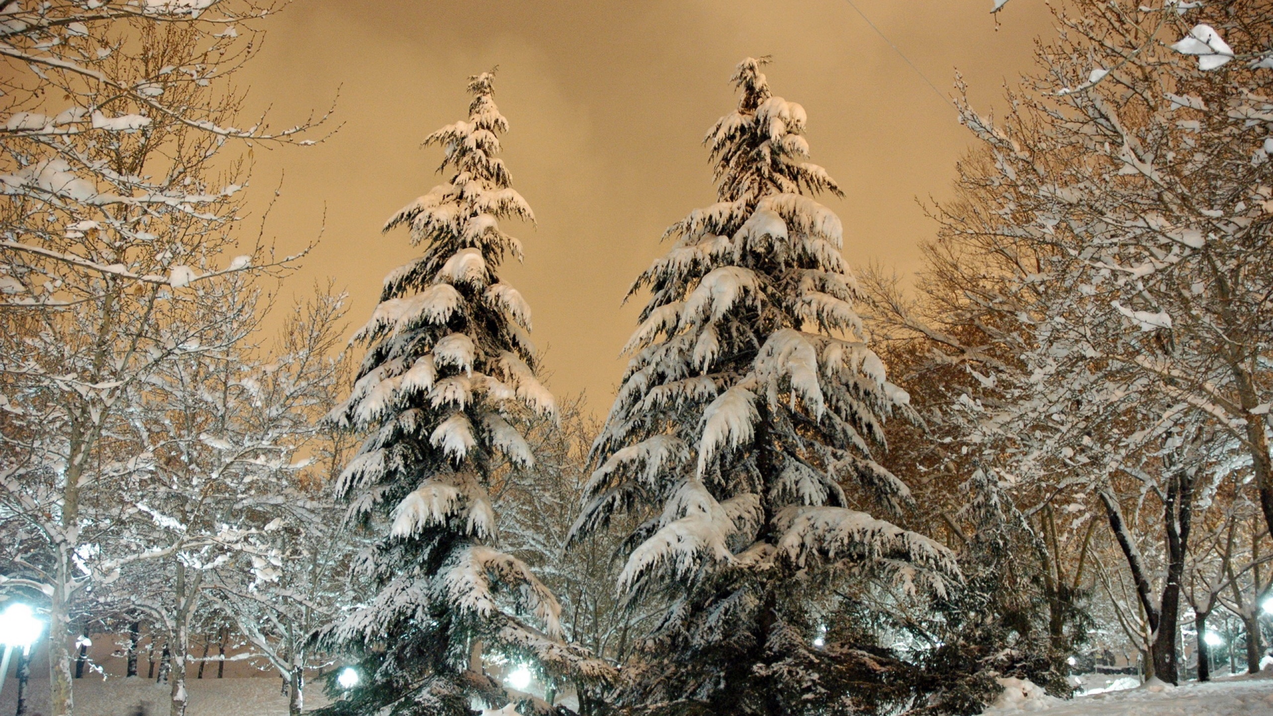 Park Fir Trees Snow Winter