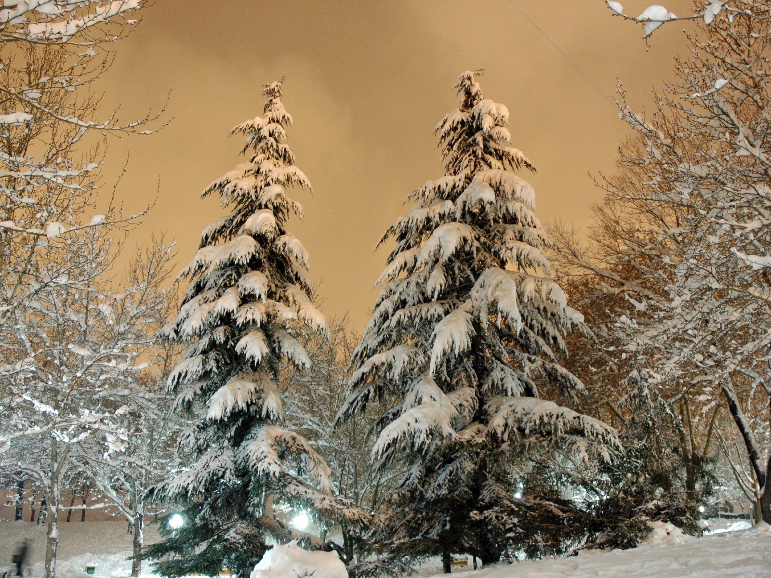 Park Fir Trees Snow Winter