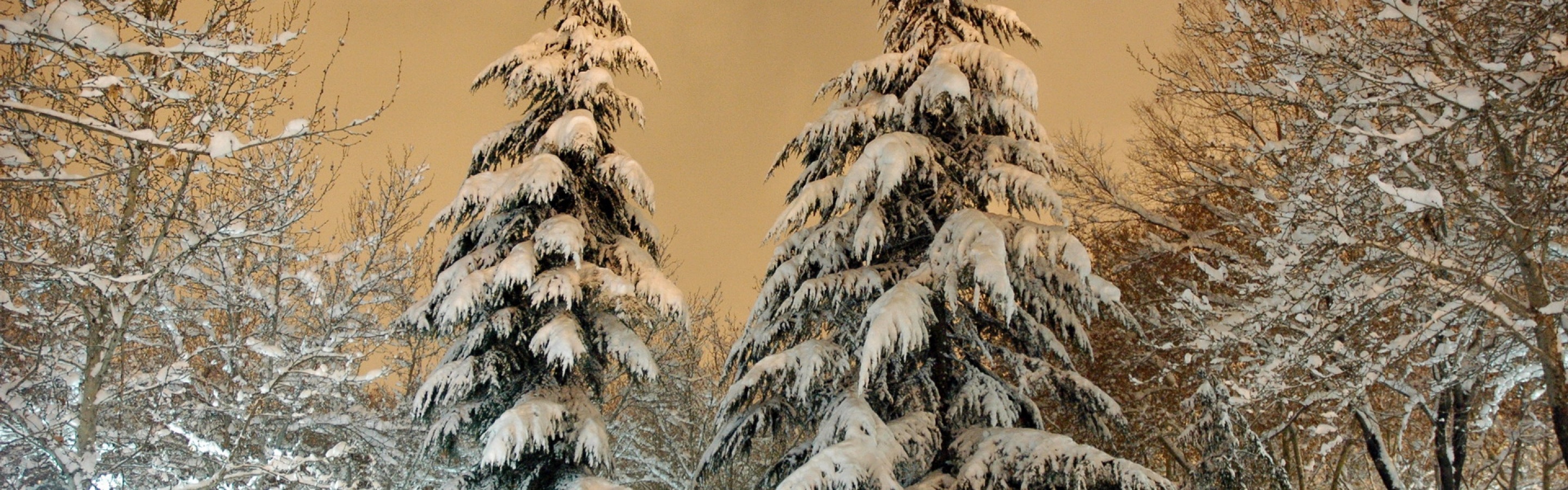 Park Fir Trees Snow Winter