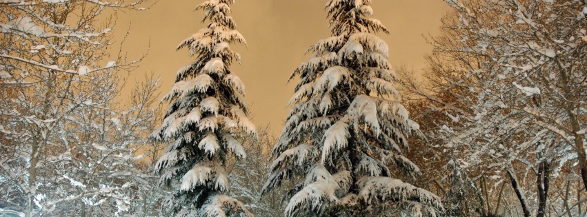 Park Fir Trees Snow Winter