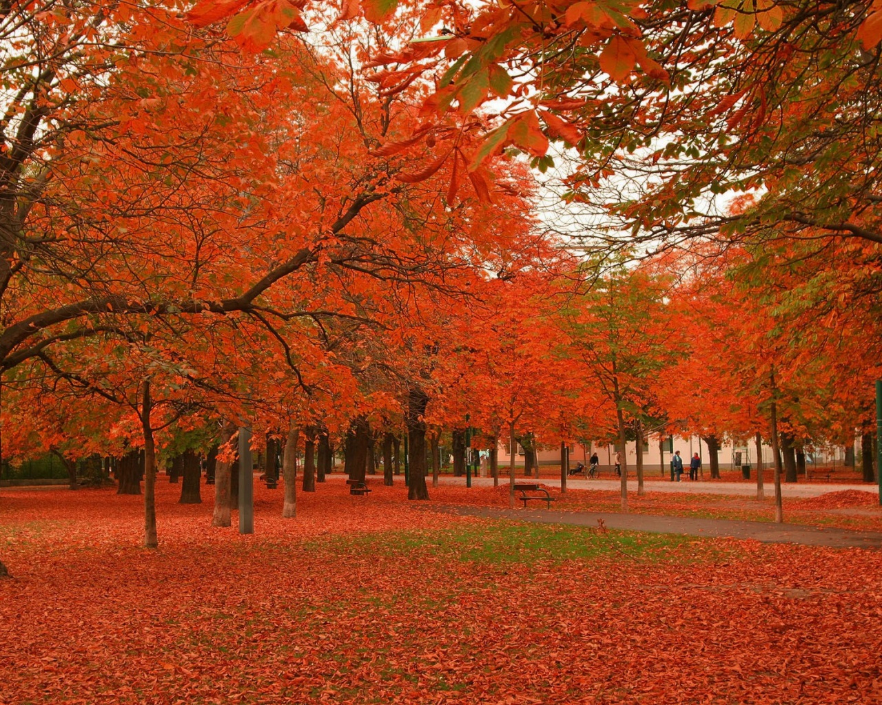 Park Winter Tree Ocean Chestnut Nature