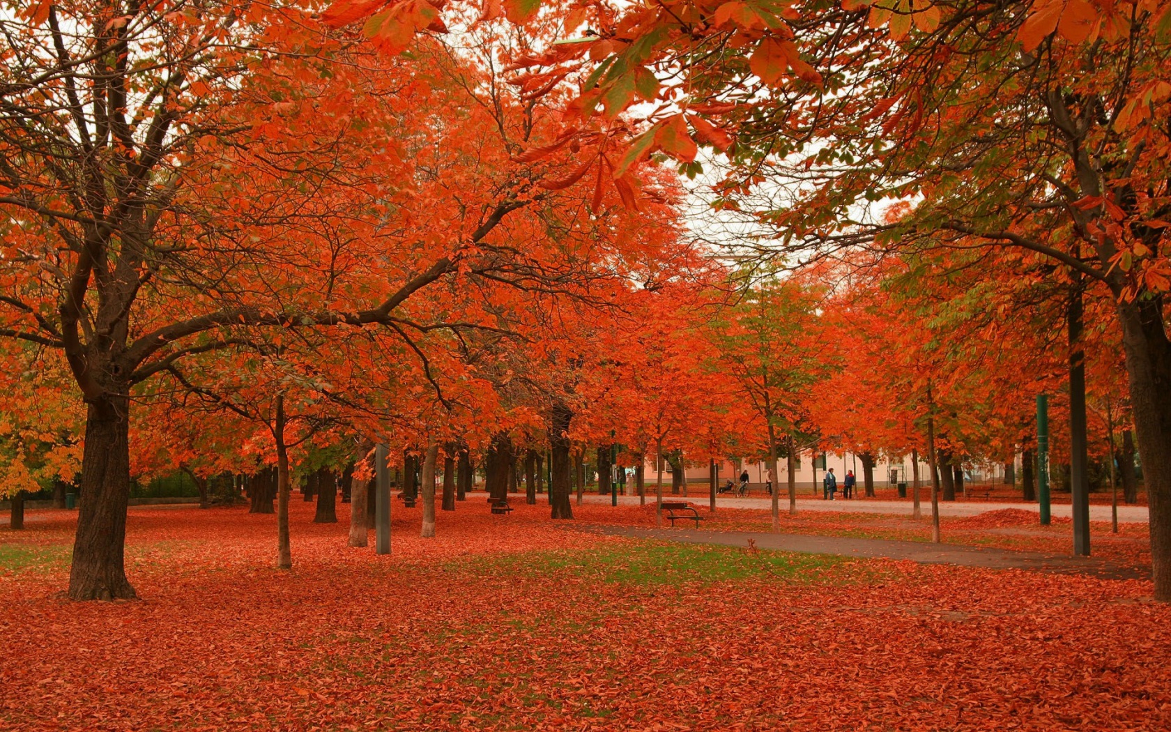 Park Winter Tree Ocean Chestnut Nature