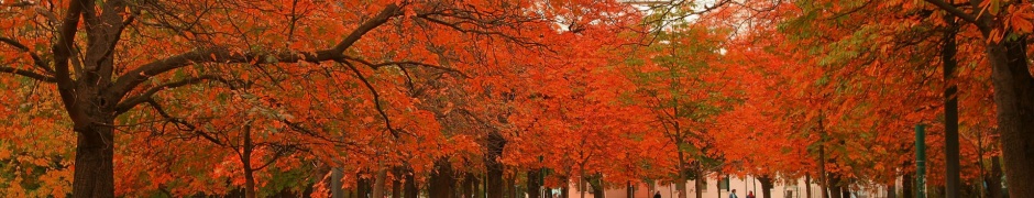 Park Winter Tree Ocean Chestnut Nature