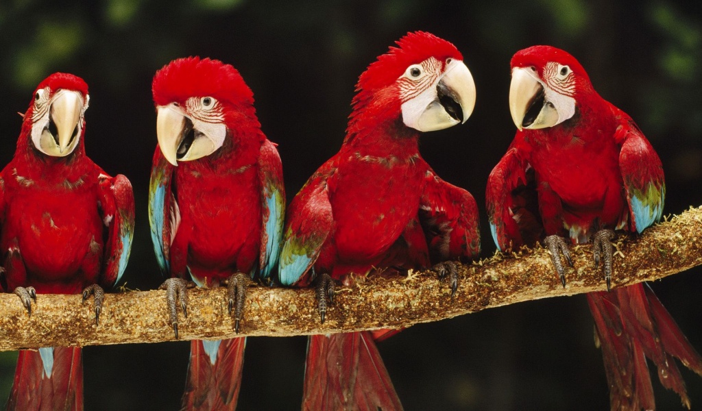 Parrot Plumage Branch Bird