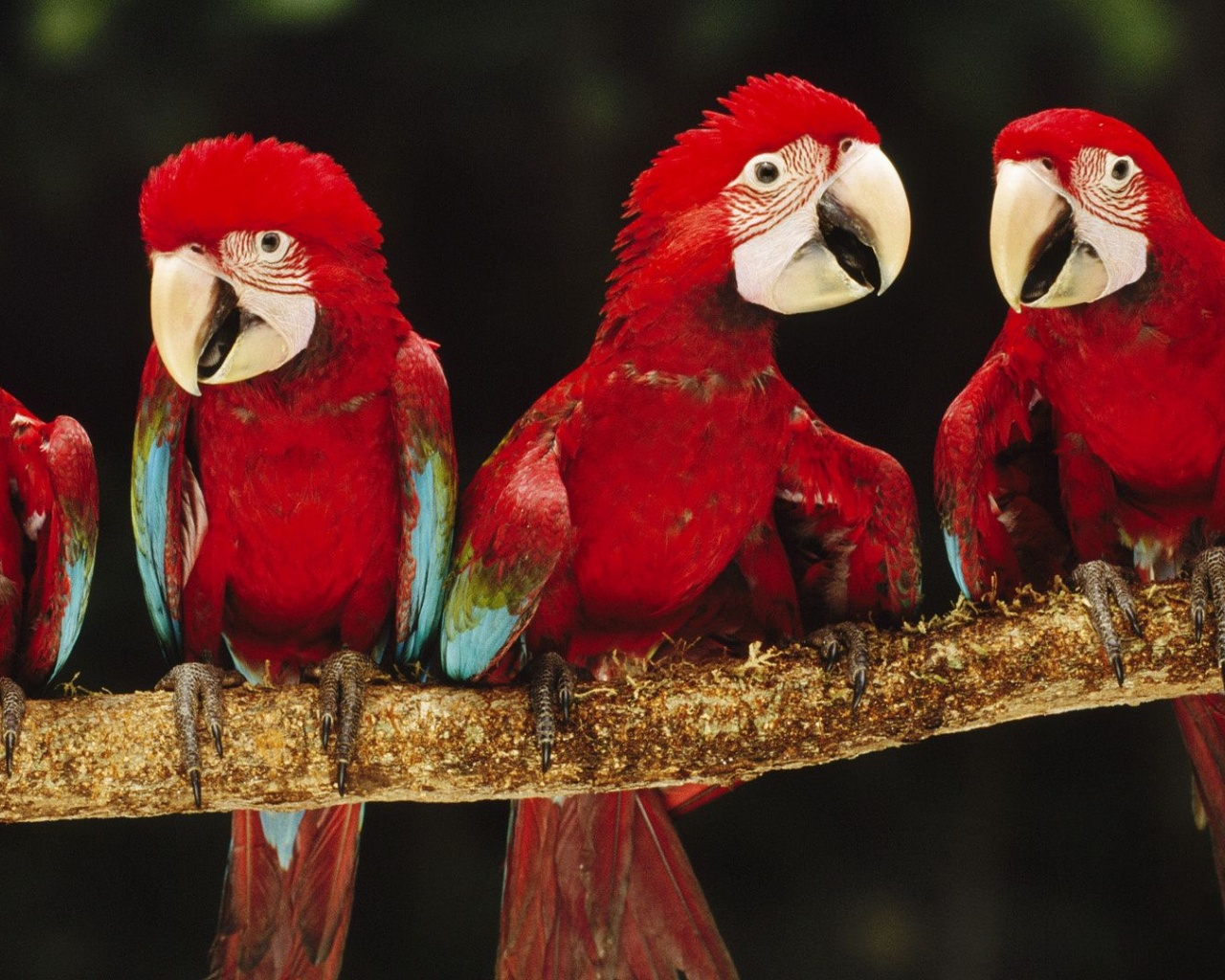 Parrot Plumage Branch Bird