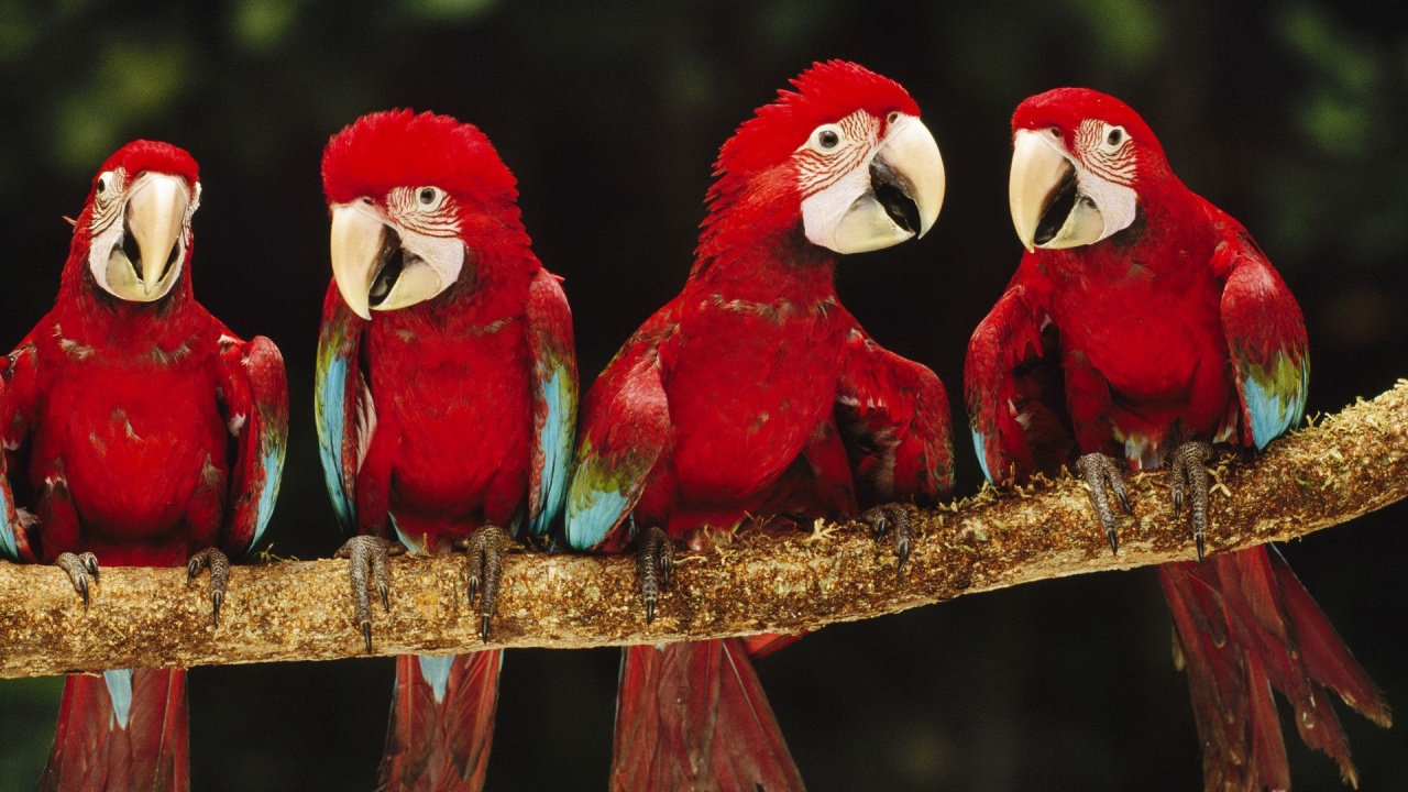 Parrot Plumage Branch Bird