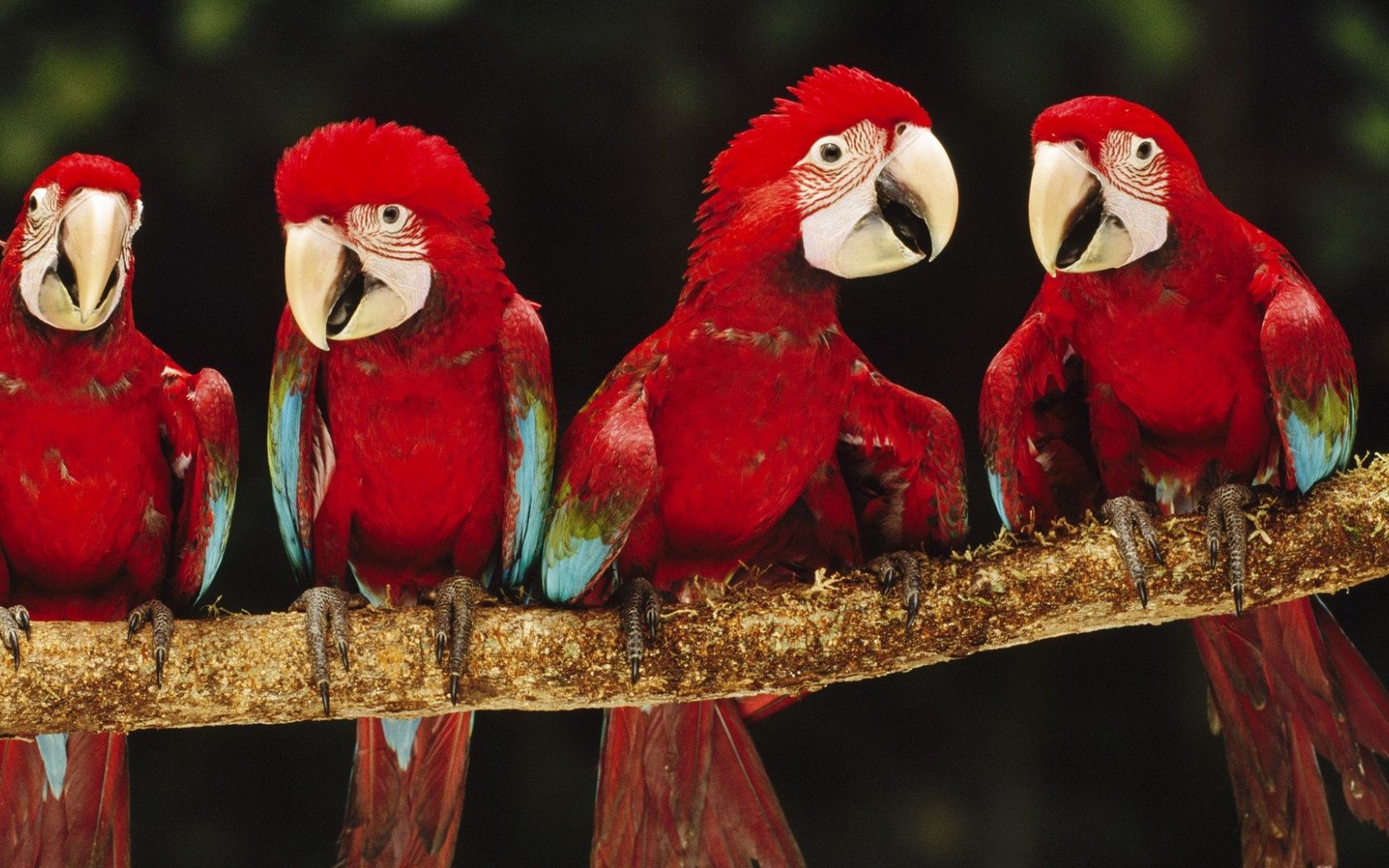 Parrot Plumage Branch Bird