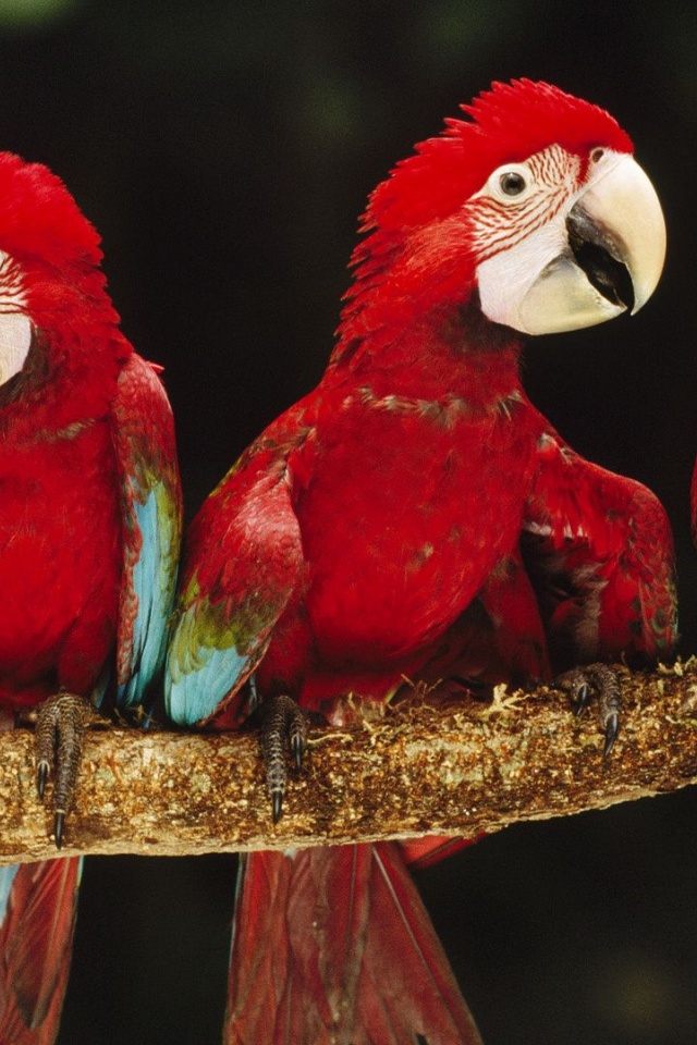 Parrot Plumage Branch Bird