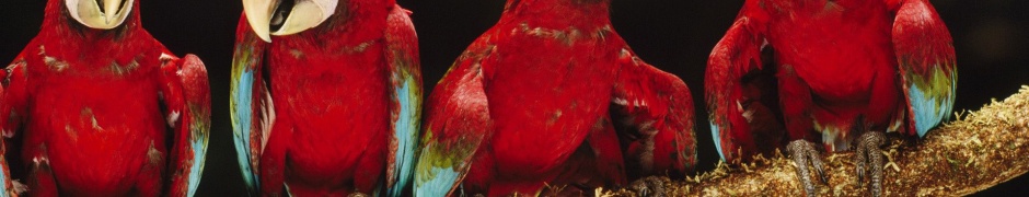 Parrot Plumage Branch Bird