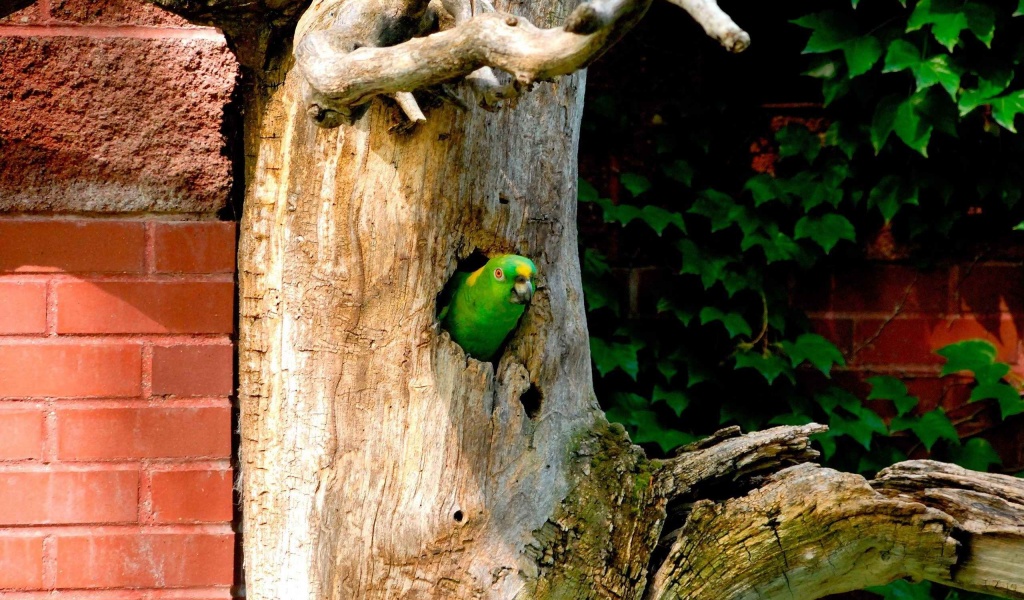 Parrot Tree