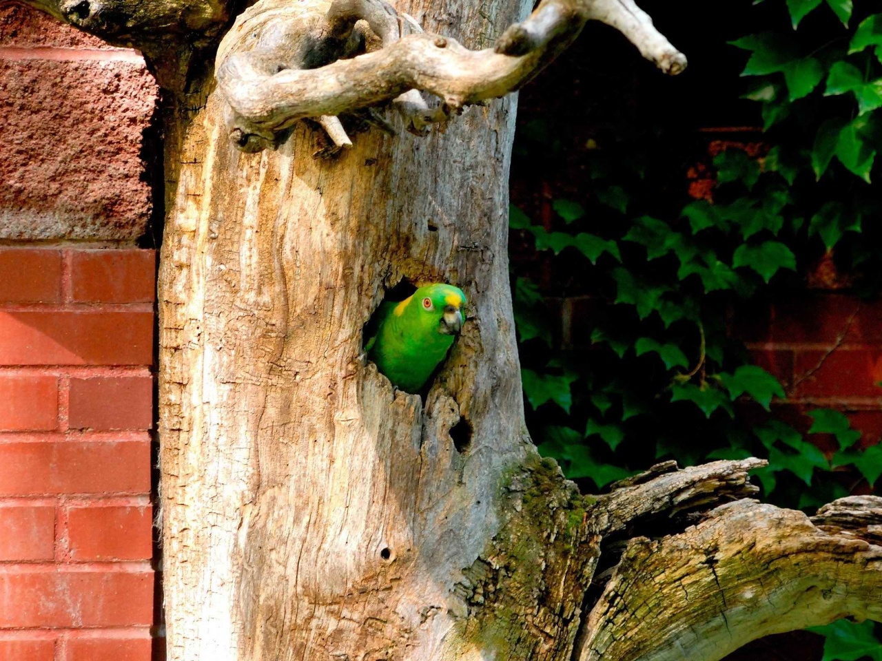 Parrot Tree