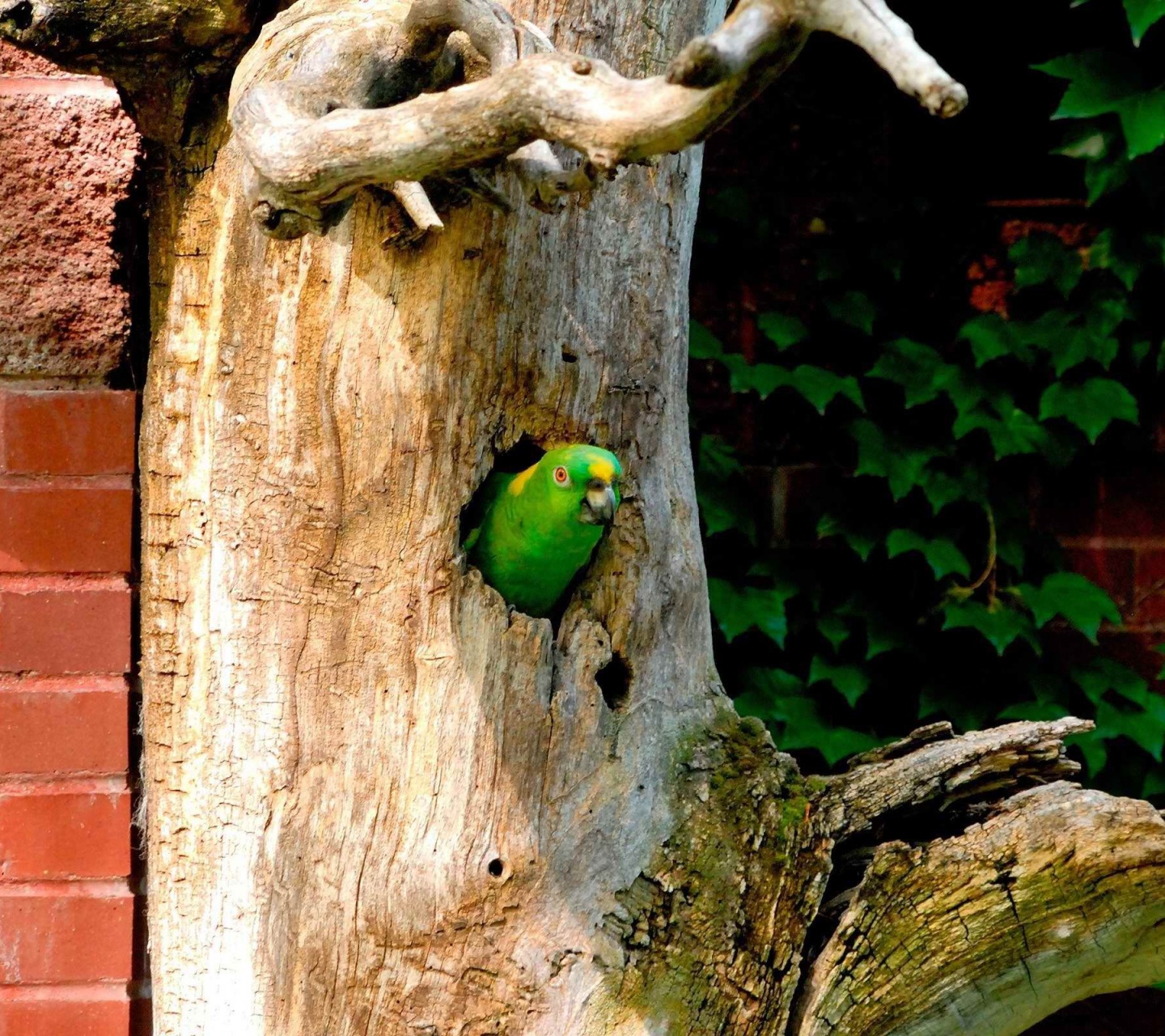 Parrot Tree