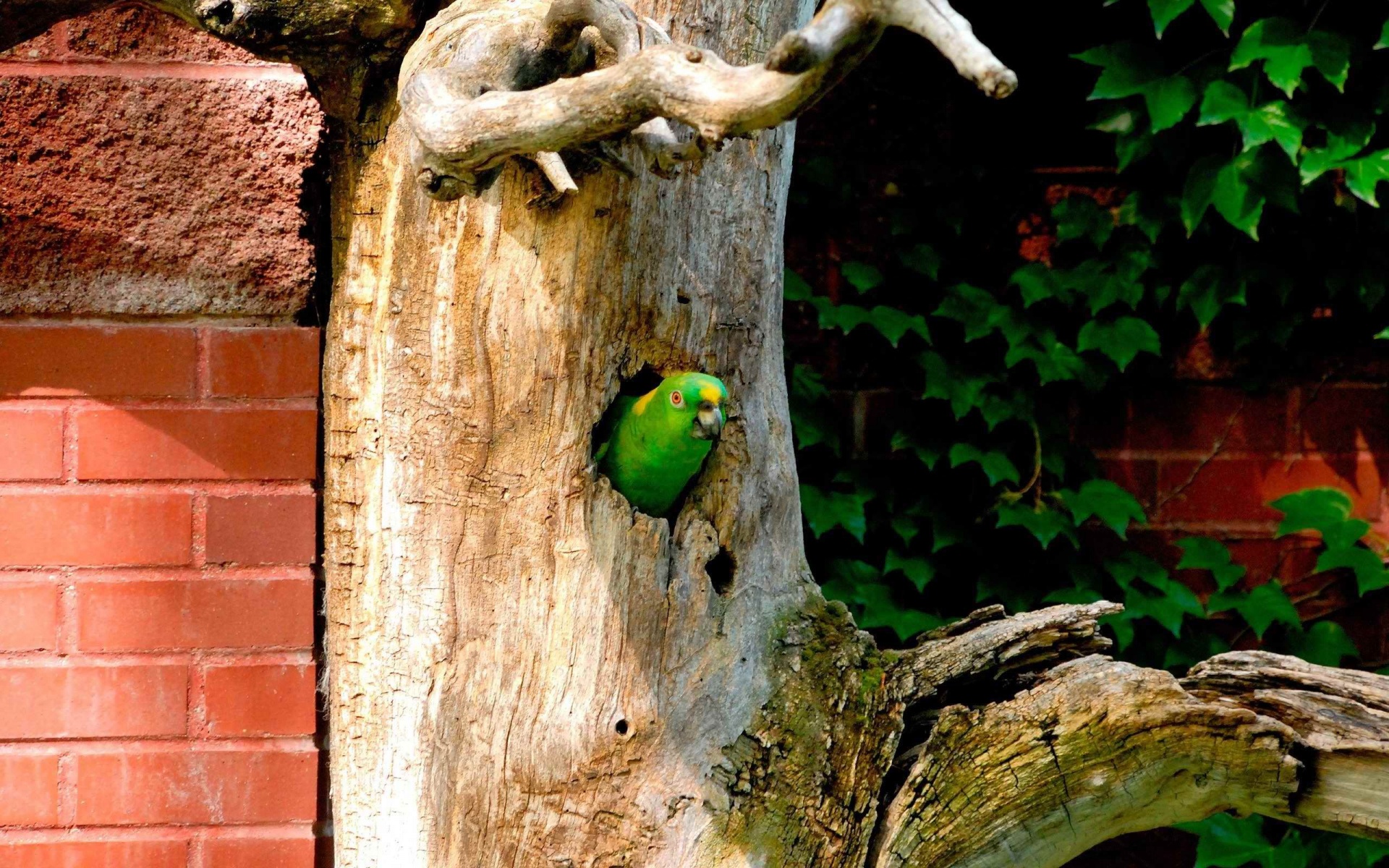 Parrot Tree