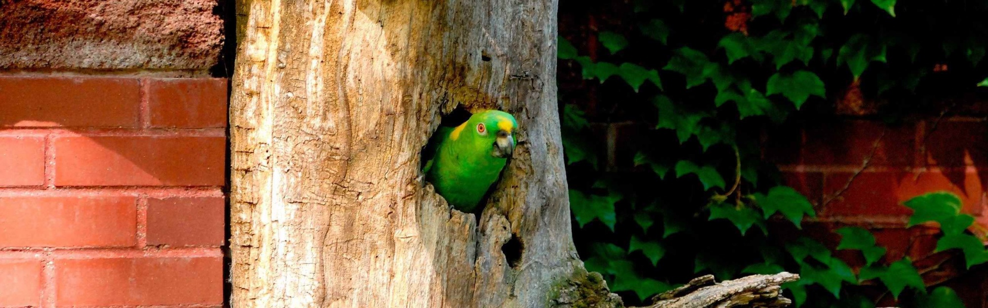 Parrot Tree