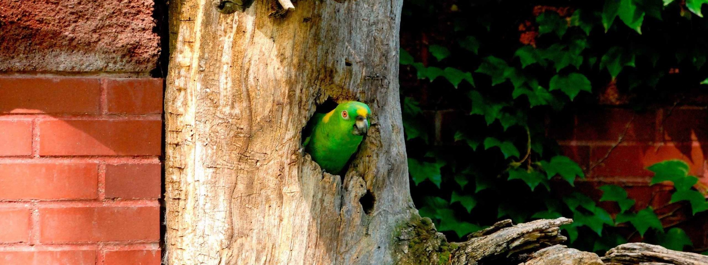 Parrot Tree