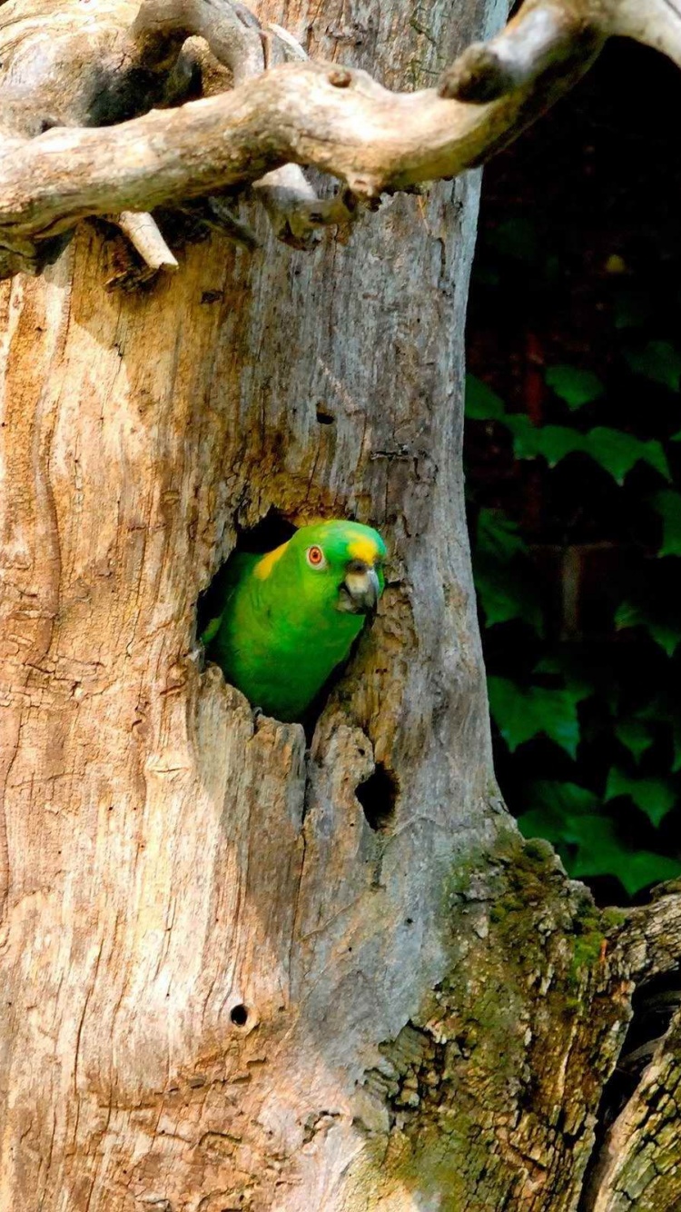 Parrot Tree