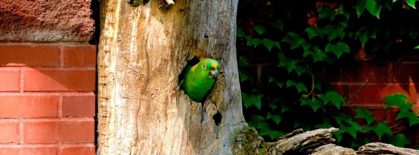 Parrot Tree