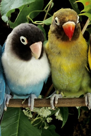 Parrots