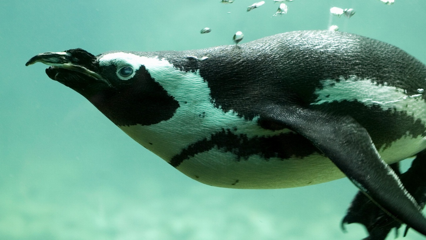 Penguin Swimming