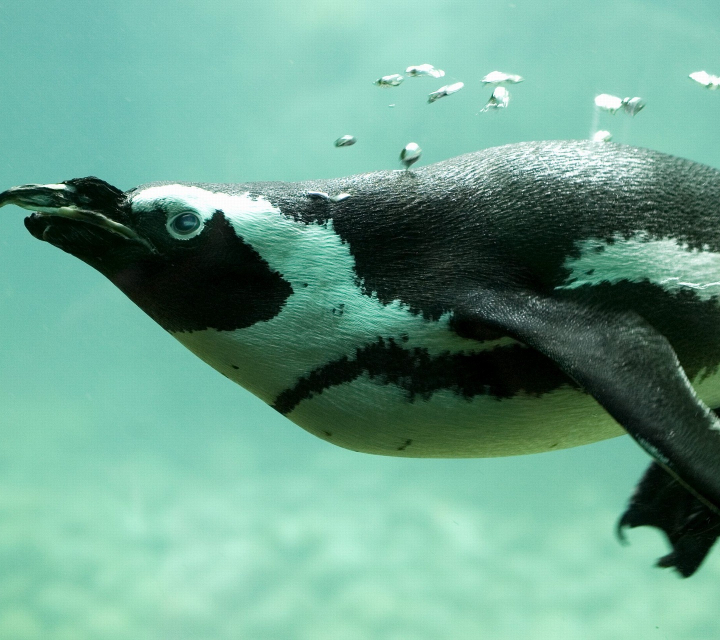 Penguin Swimming