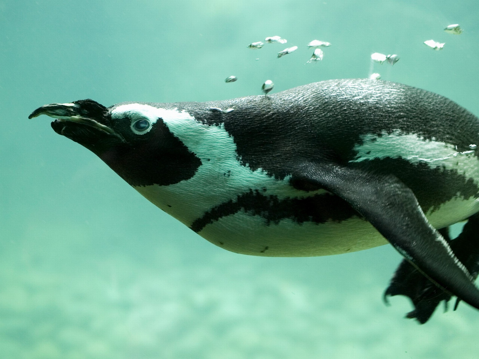 Penguin Swimming