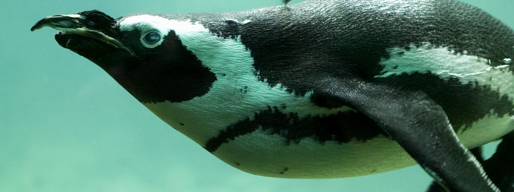 Penguin Swimming