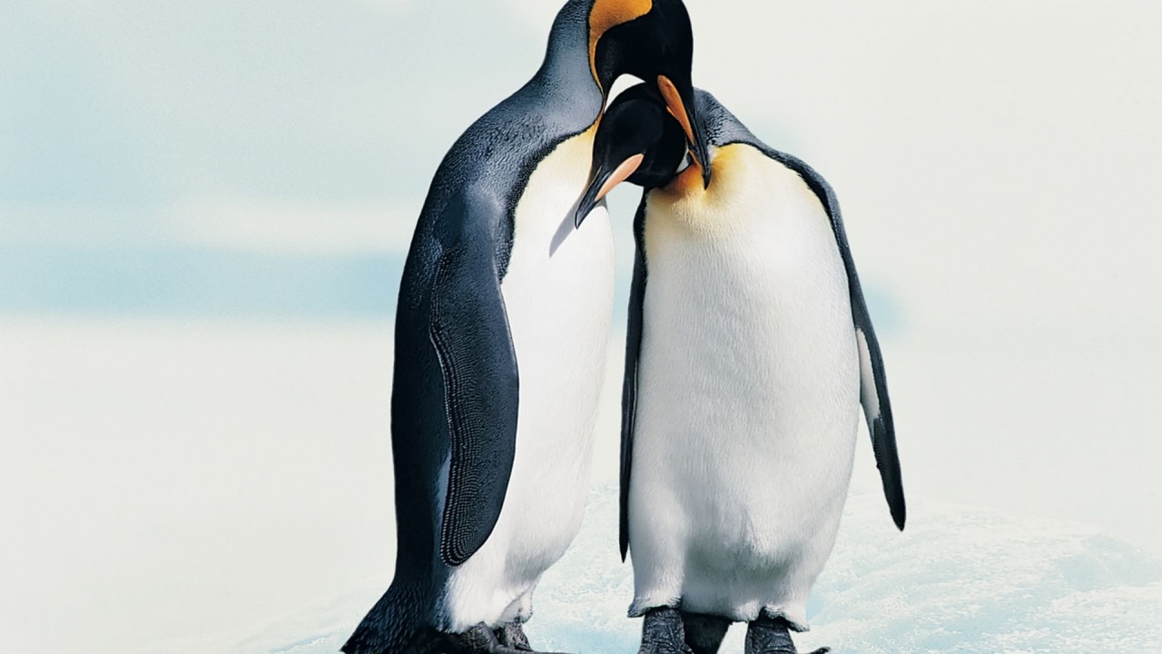 Penguins In Love