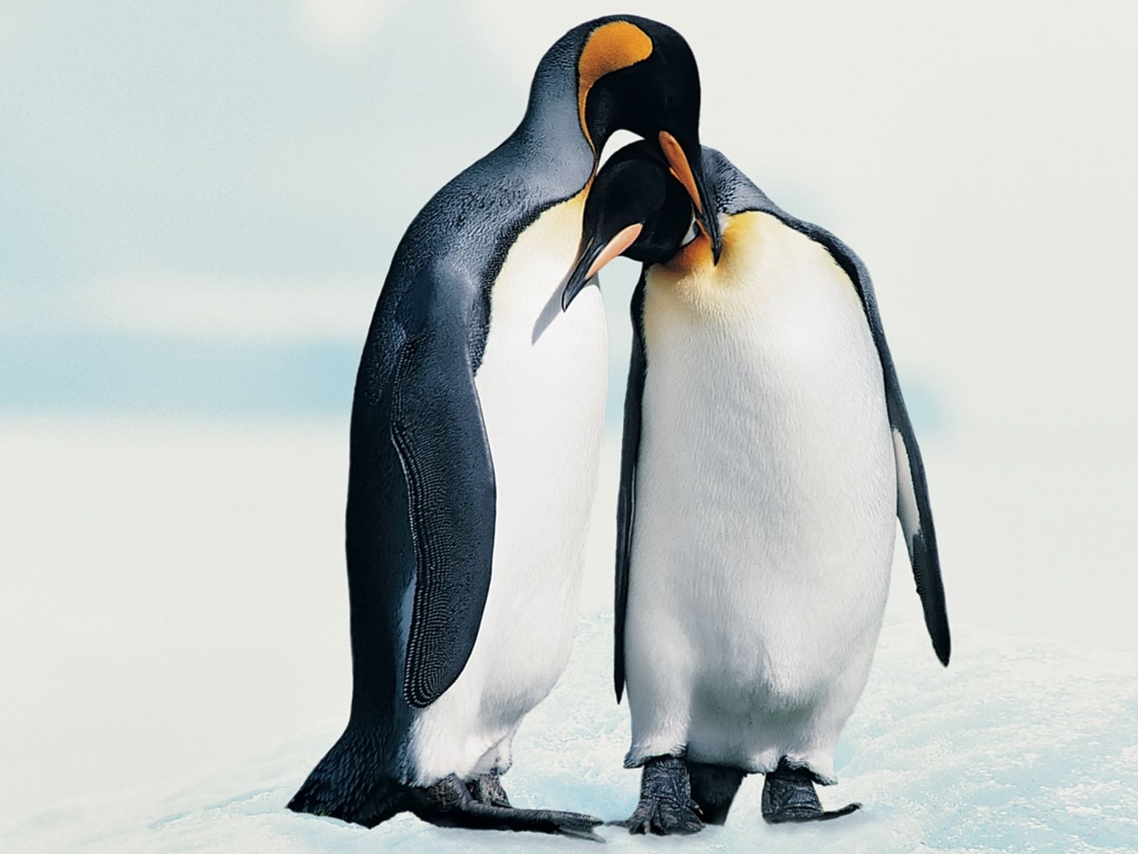 Penguins In Love