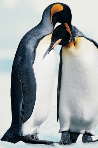 Penguins In Love