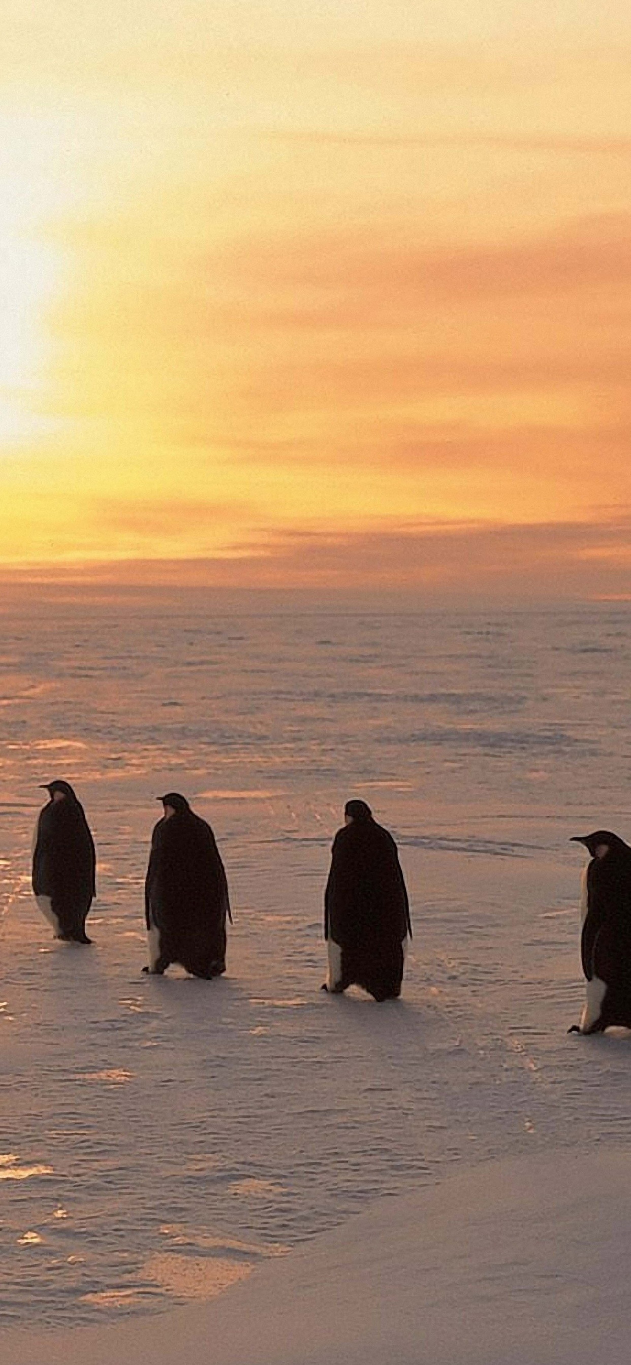 Penguins On Ice Sunrise Snow