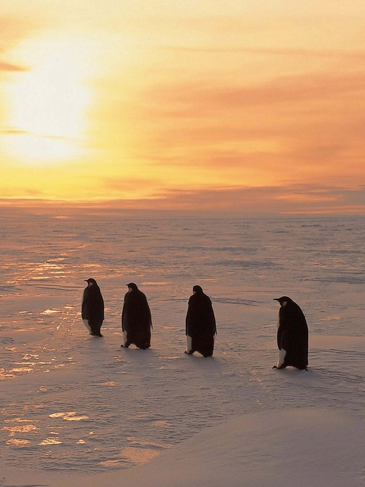 Penguins On Ice Sunrise Snow