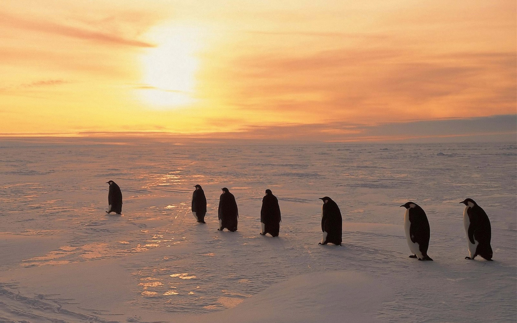 Penguins On Ice Sunrise Snow