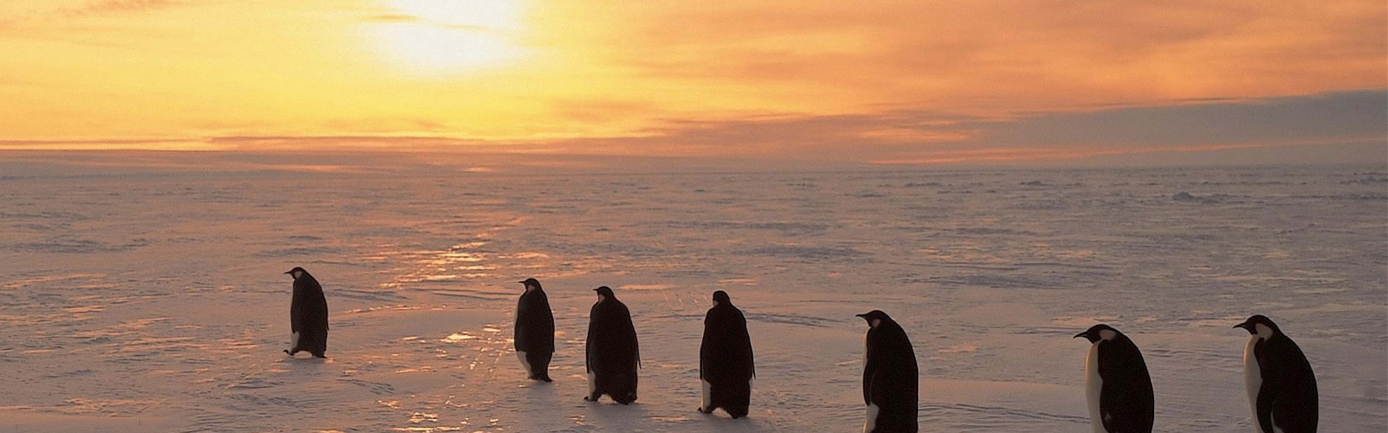 Penguins On Ice Sunrise Snow