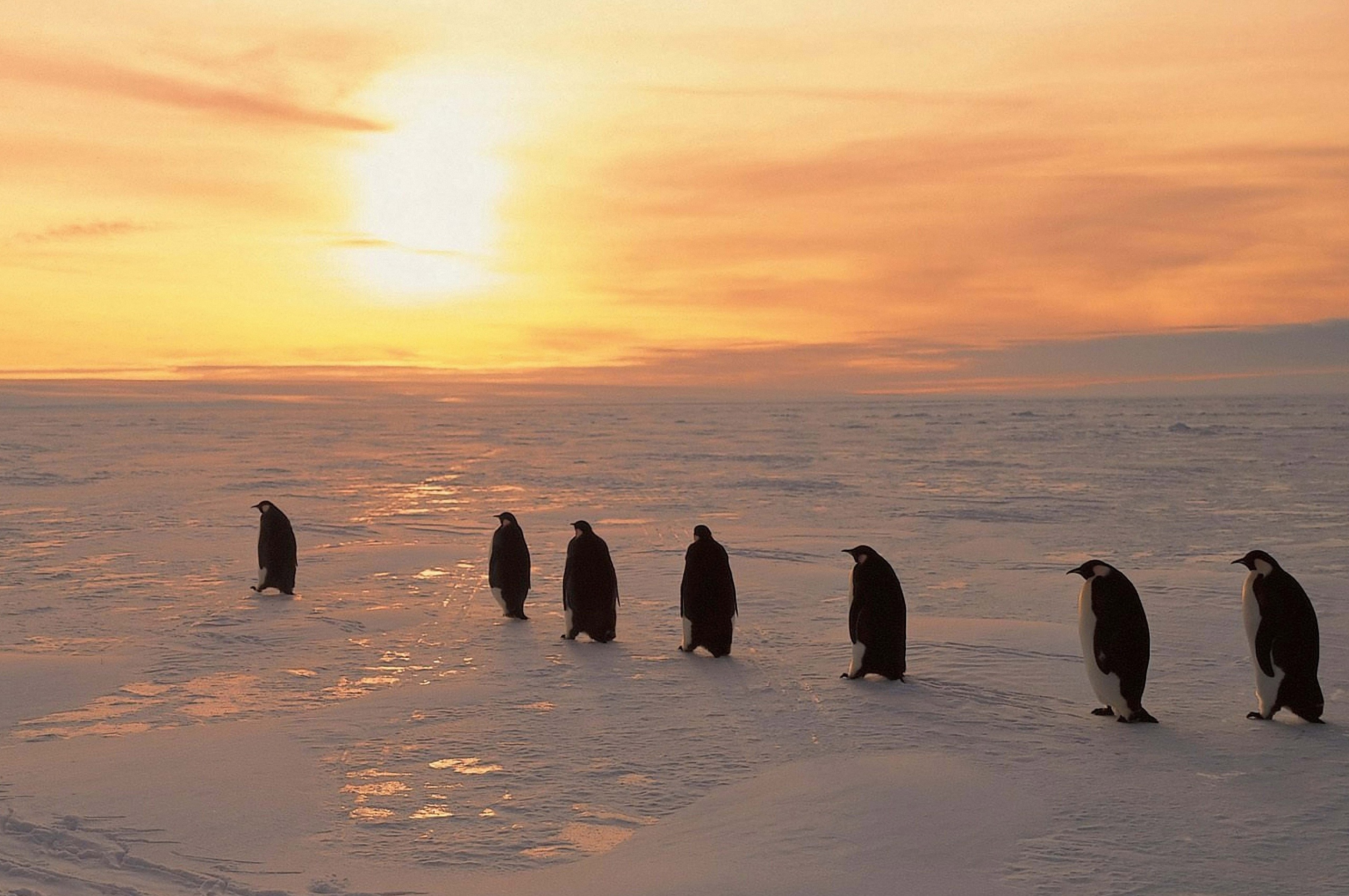 Penguins On Ice Sunrise Snow