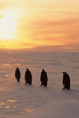 Penguins On Ice Sunrise Snow