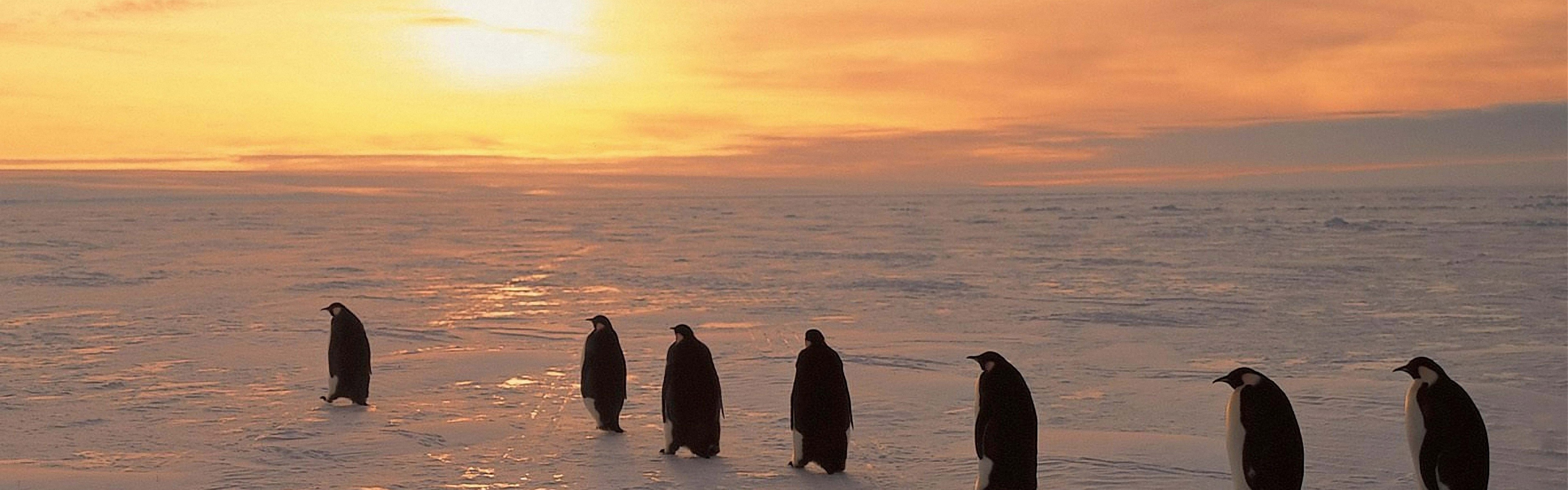 Penguins On Ice Sunrise Snow