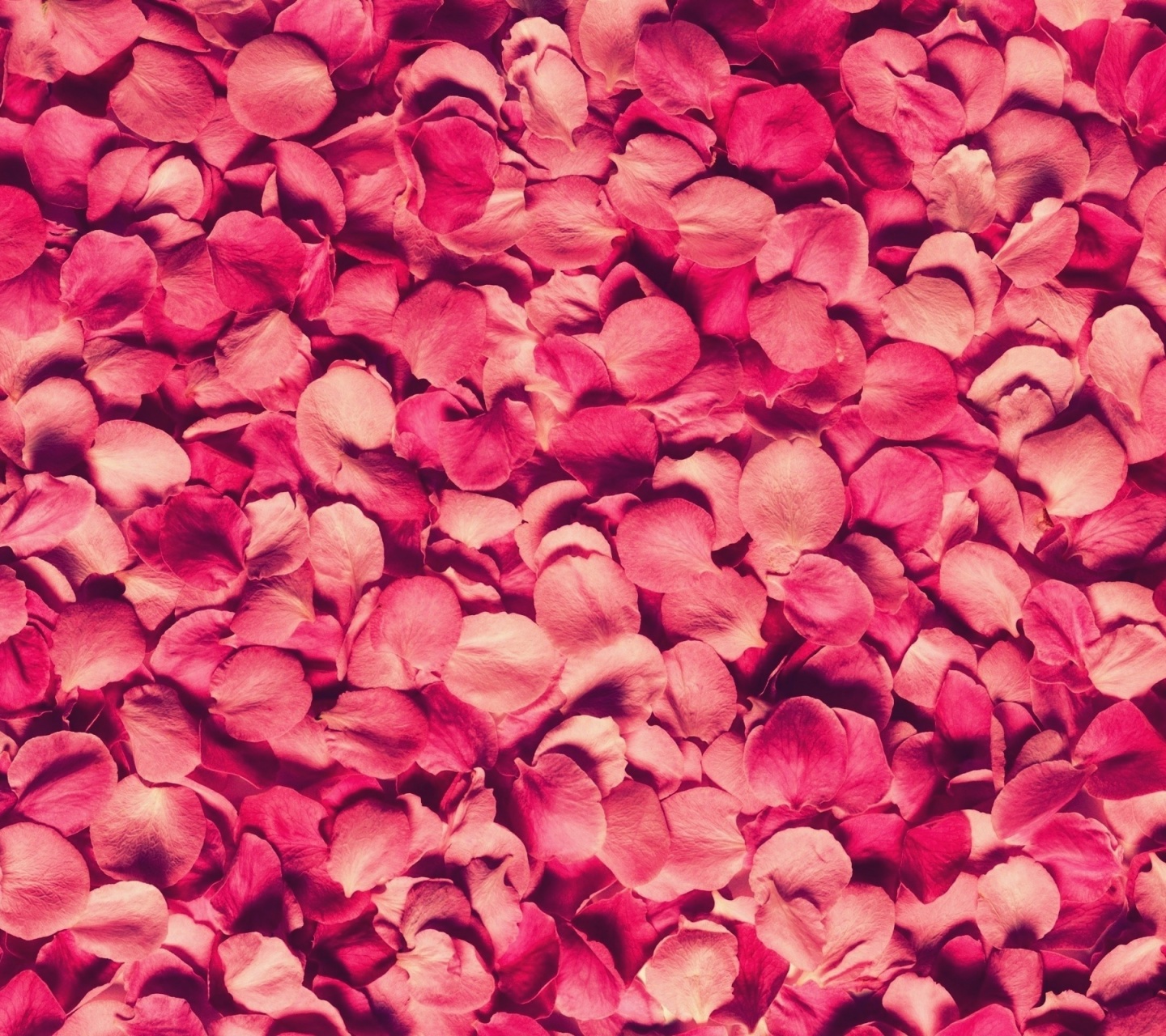 Petals Rose Red Texture