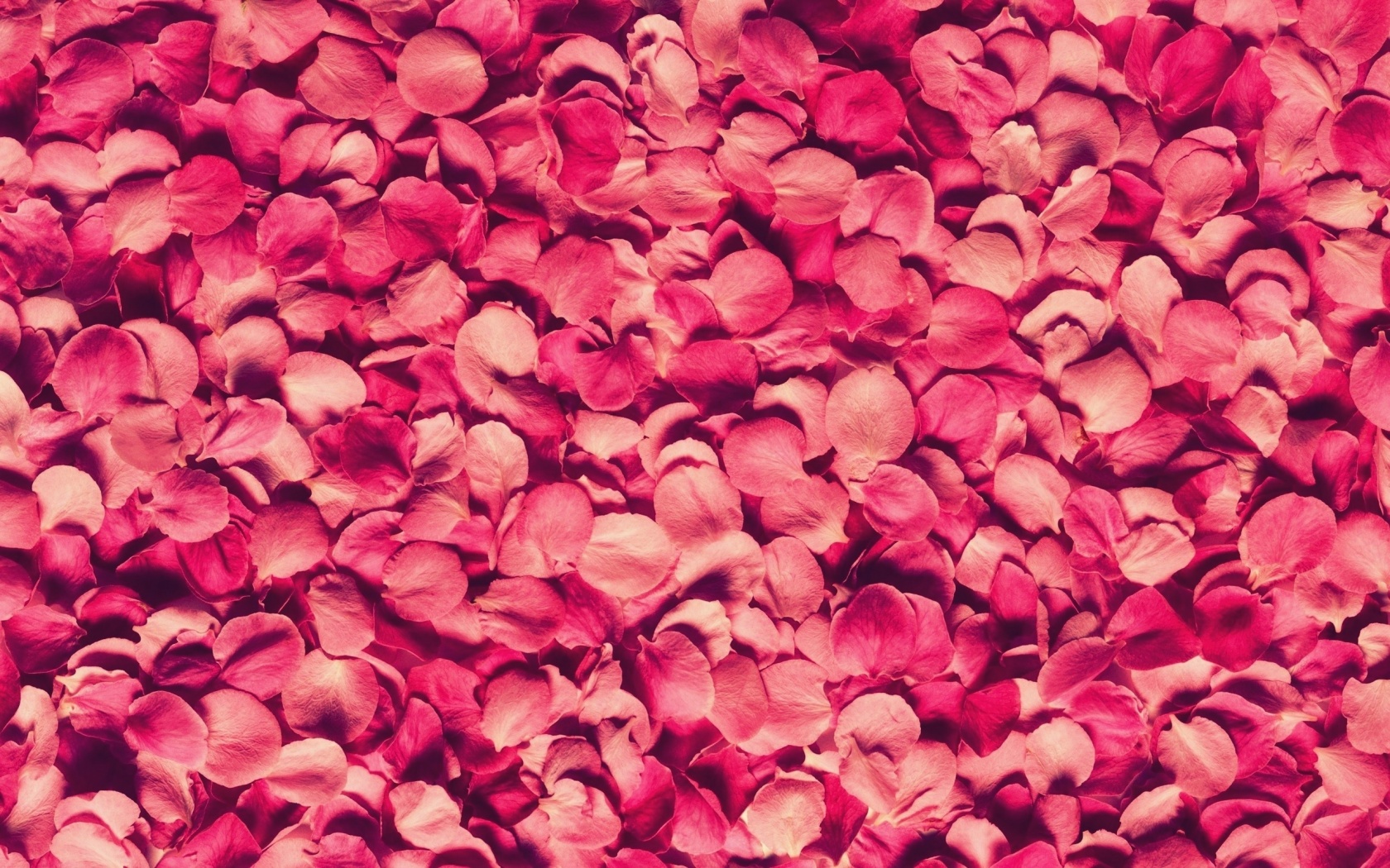 Petals Rose Red Texture