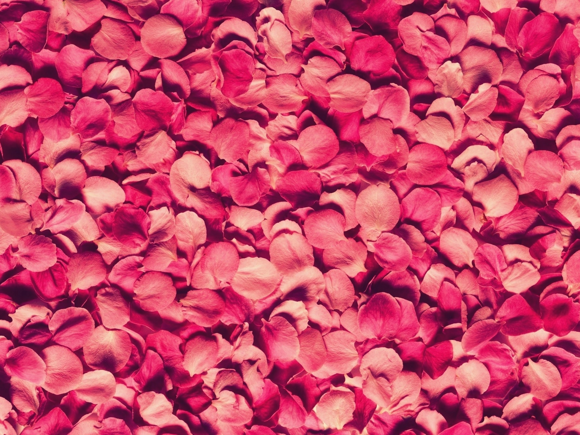 Petals Rose Red Texture