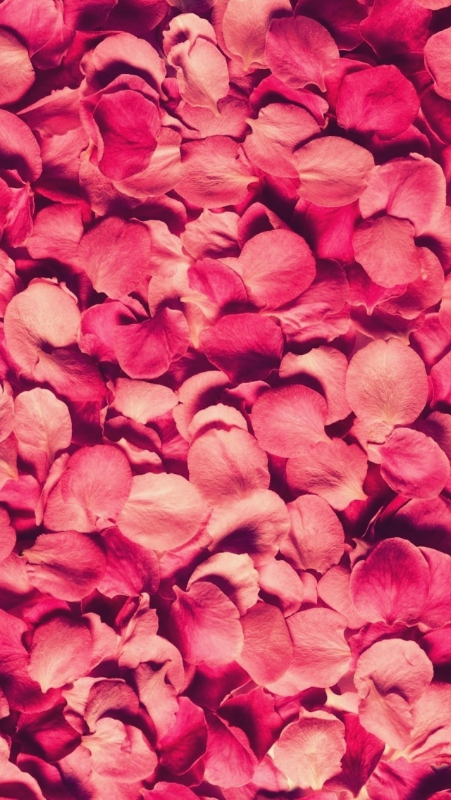 Petals Rose Red Texture