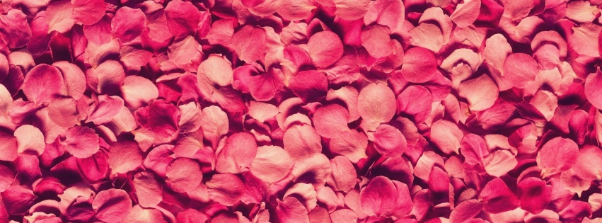 Petals Rose Red Texture