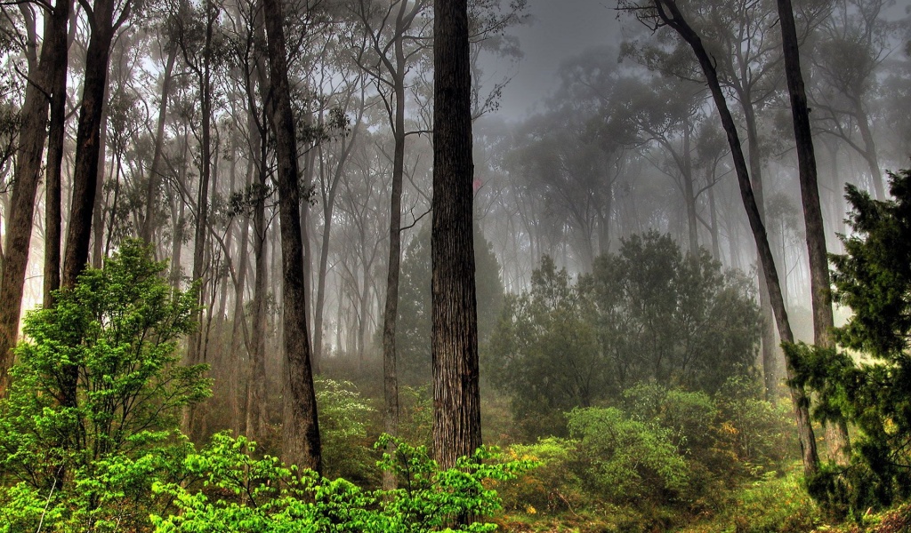 Photos Forests Nature